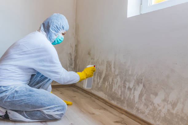 Licensed Mold Removal service in Springfield, NJ - WQB Mold Removal