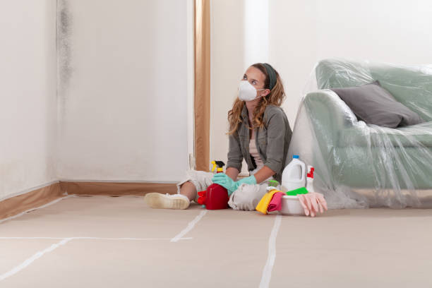 Reliable Mold Removal contractor in Springfield, NJ by WQB Mold Removal