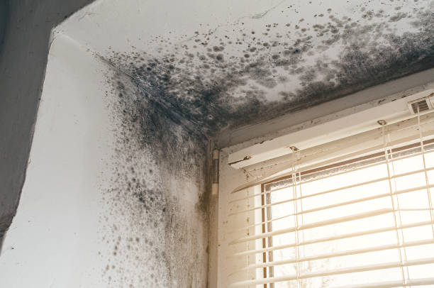 Affordable Mold Removal solutions in Springfield, NJ
