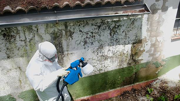 Top rated local Mold Removal specialists in Springfield, NJ